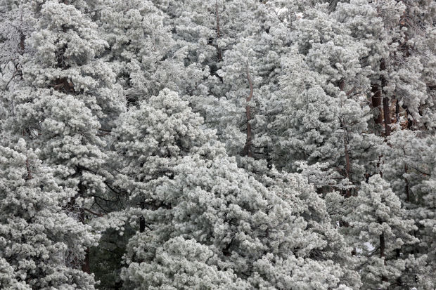 Snow on Mt. Lemmon